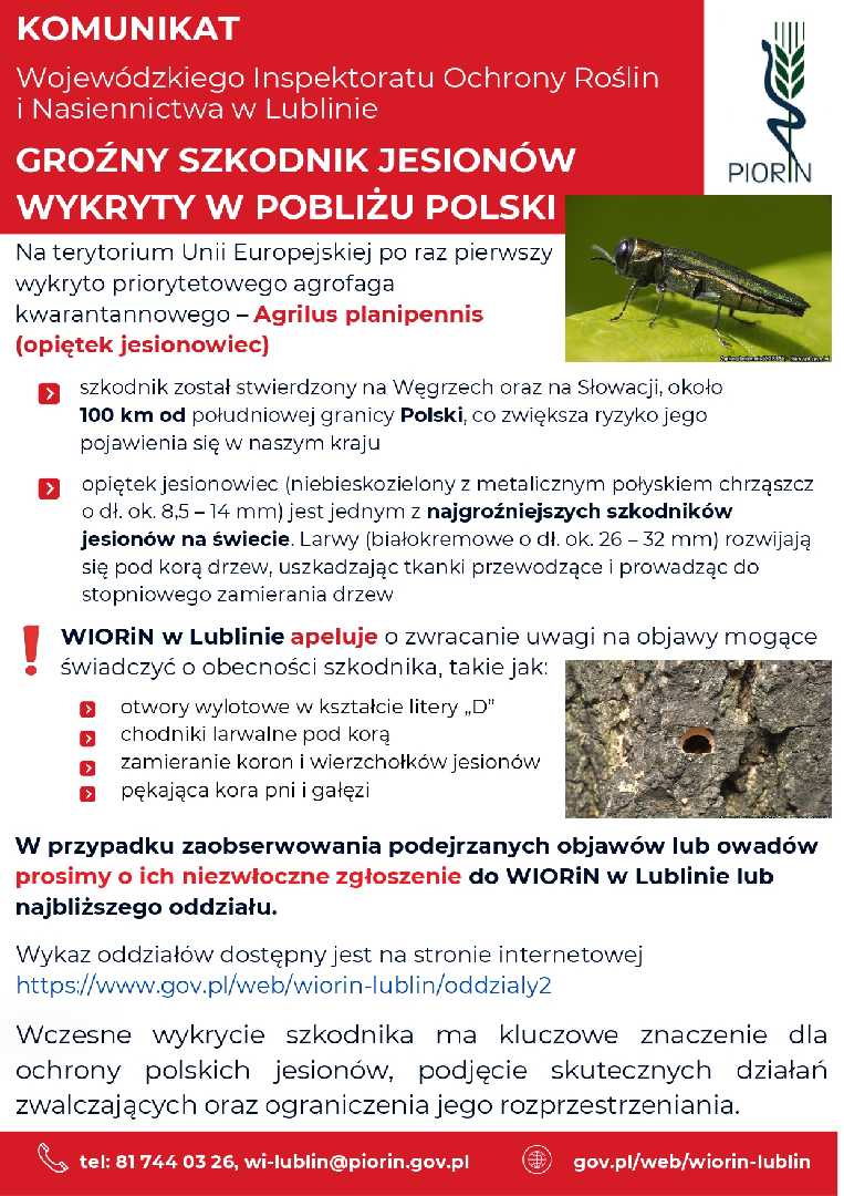 GROŹNY SZKODNIK JESIONÓW WYKRYTY W POBLIŻU POLSKI