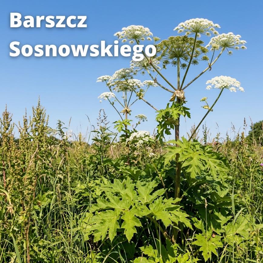 Zauważyłeś inwazyjny gatunek obcy (IGO)? Zgłoś to do Urzędu Gminy